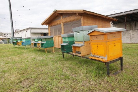 L'apiario didattico urbano è ora realtà all'interno del mercato ortofrutticolo
